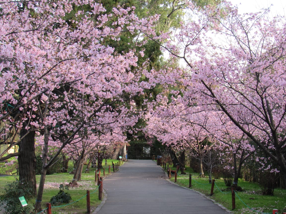 Jardín Japonés de Buenos Aires