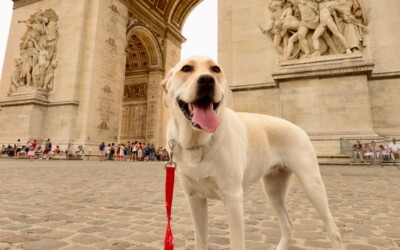 10 ciudades “pet friendly” para hacer turismo junto a tu mascota