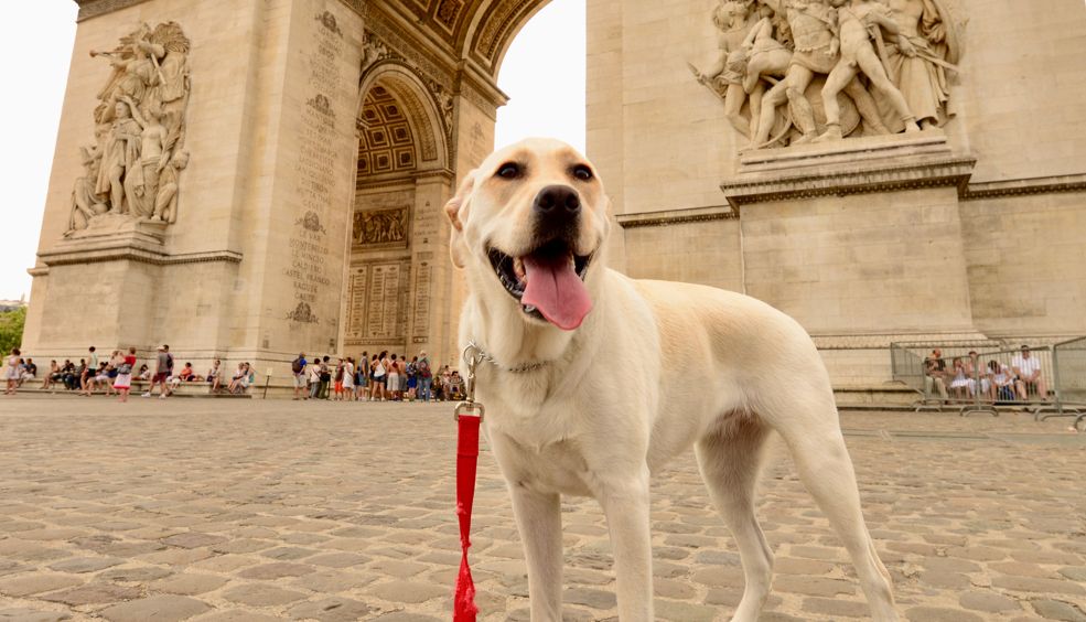 10 ciudades “pet friendly” para hacer turismo junto a tu mascota