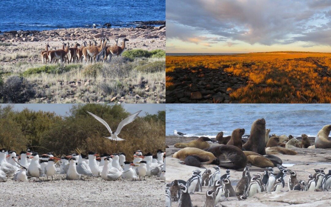 Se creó el Parque Nacional número 40: Islote Lobos