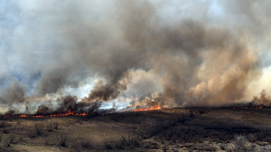 Mercado Pago moviliza donaciones para los animales afectados por los incendios del Delta del Paraná