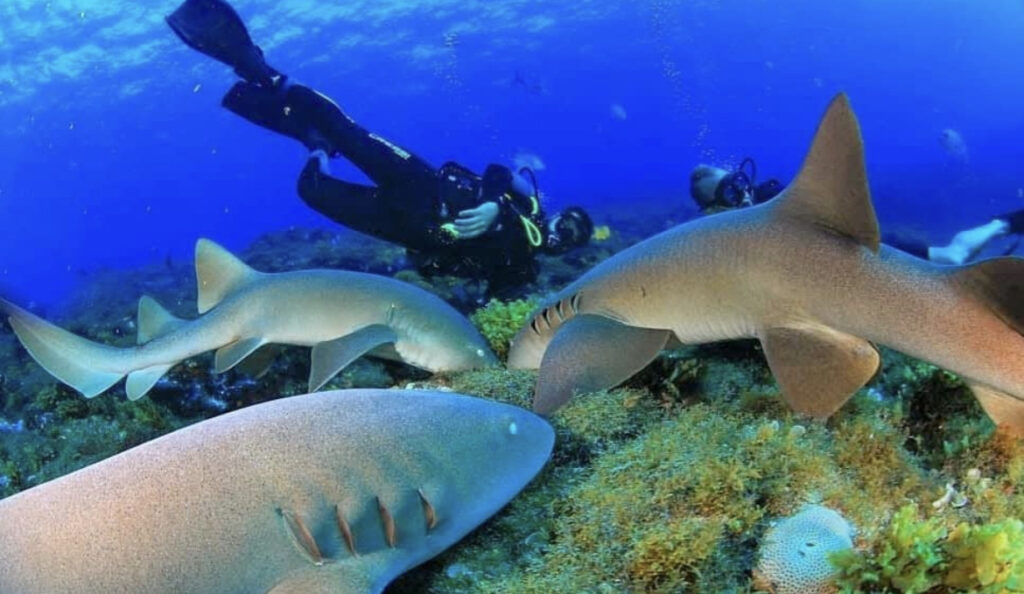 bucear con tiburones 