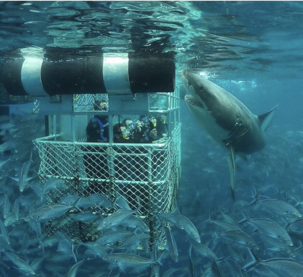 bucear con tiburones 