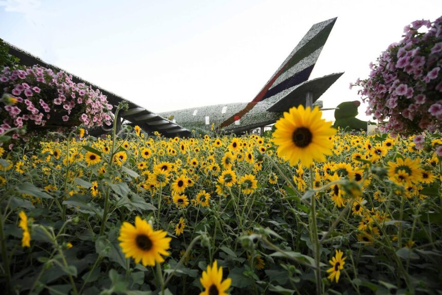 Los girasoles, un espectáculo aparte