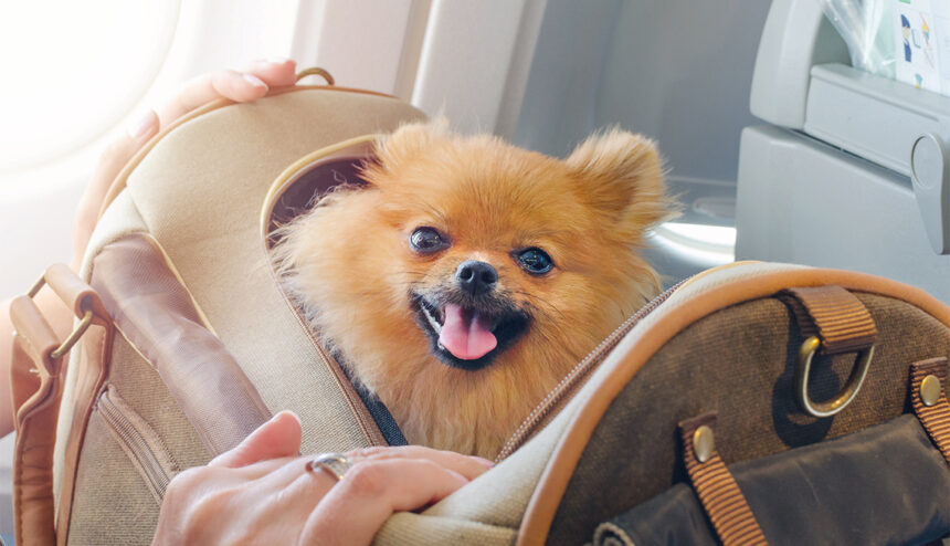Viajar en avión con tu mascota