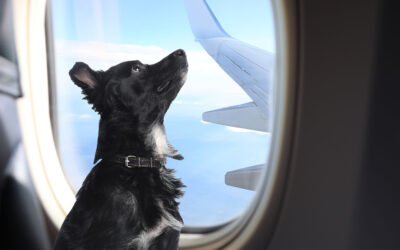 Viajar en avión con tu mascota: precios, documentación y razas no permitidas