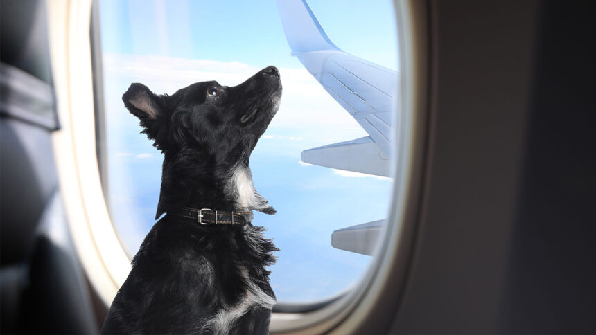 Todo lo que tenés que saber antes de tomar un avión con tu mascota