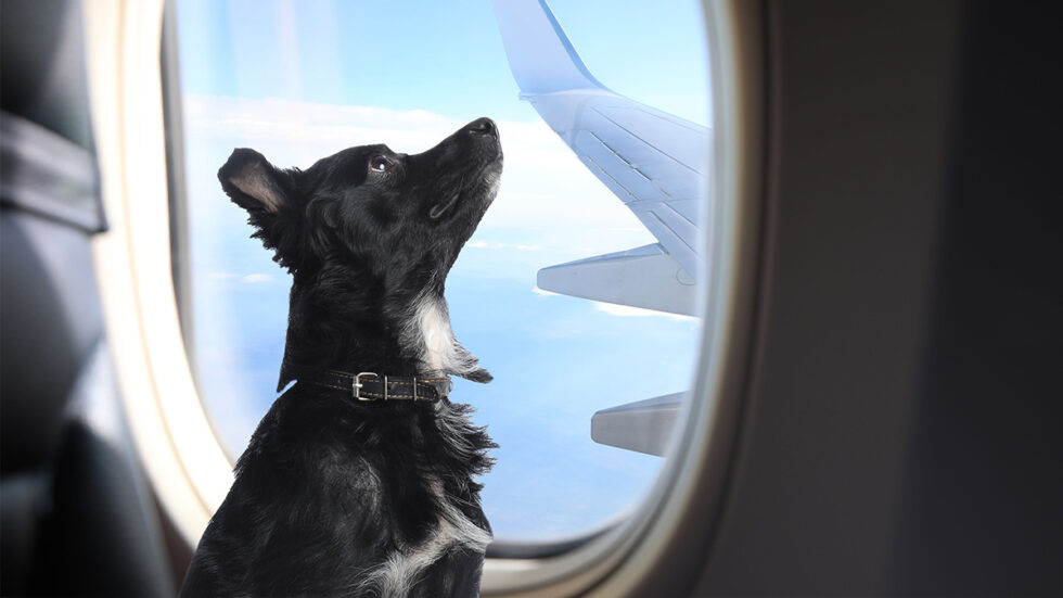 Todo lo que tenés que saber antes de tomar un avión con tu mascota