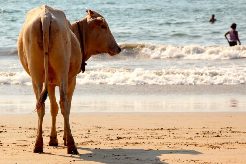 Playas raras: en Goa podés compartir la sombrilla con una vaca