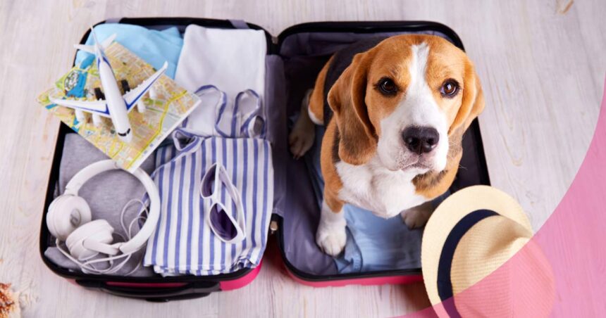 Viajar en avión con tu mascota: precios, documentación y razas no permitidas