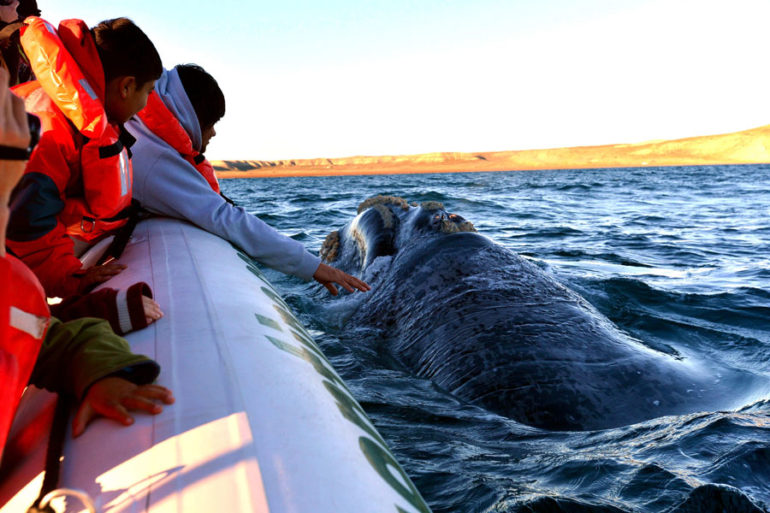 Avistaje de ballenas en Puerto Madryn