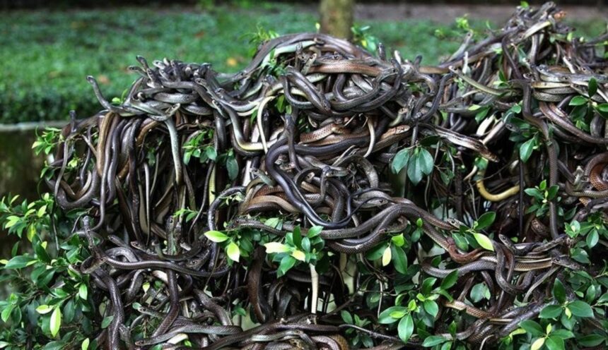 Isla de las Cobras