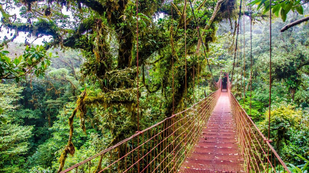 Respirar naturaleza: las selvas más impresionantes y bellas del mundo