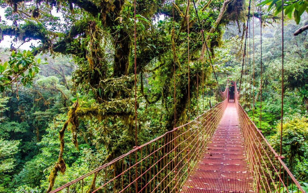 Respirar naturaleza: las selvas más impresionantes y bellas del mundo