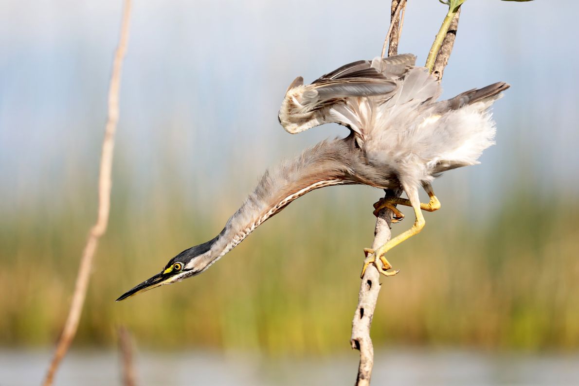 Lugares ideales para el avistaje de aves en Argentina