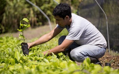 Comunidades sostenibles: ejemplos inspiradores de estilos de vida ecológicos en el mundo