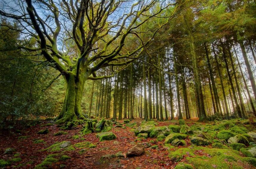 El Bosque Mágico de Broceliande, Francia