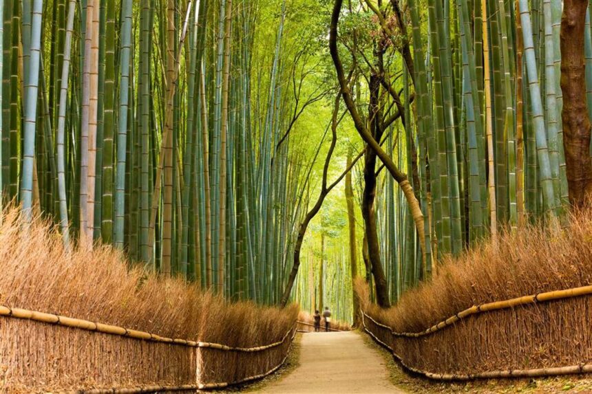 Japón posee uno de los bosques más hermosos del mundo