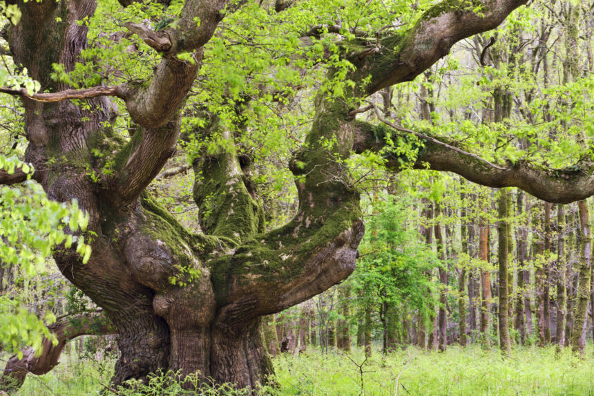 Savernake Forest, Reino Unido