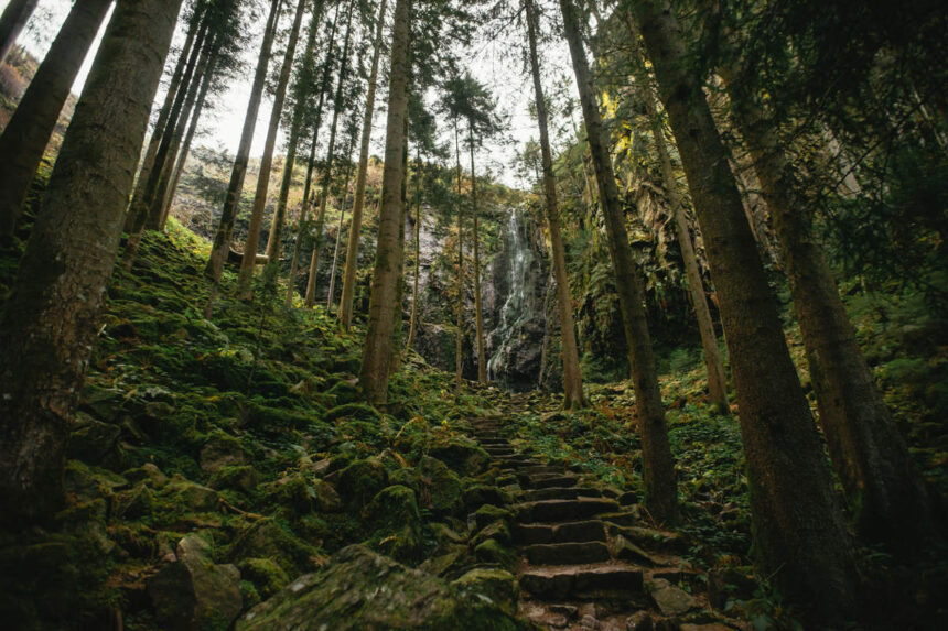 Selva Negra Alemana, Alemania