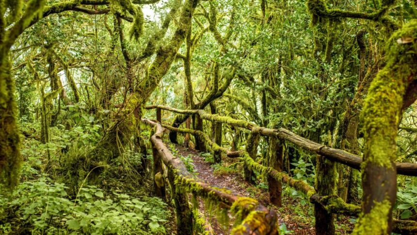 Parque Nacional de Garajonay, España, Europa