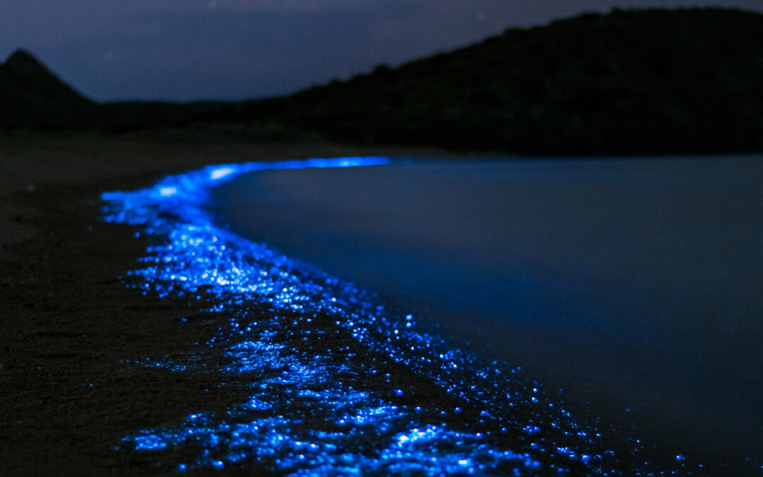 Mar de estrellas: la increíble playa que brilla toda la noche