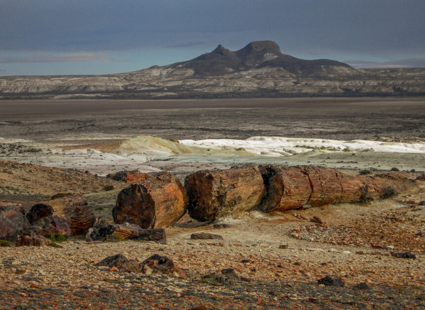 Los Bosques Petrificados  están en el sur de la Patagonia