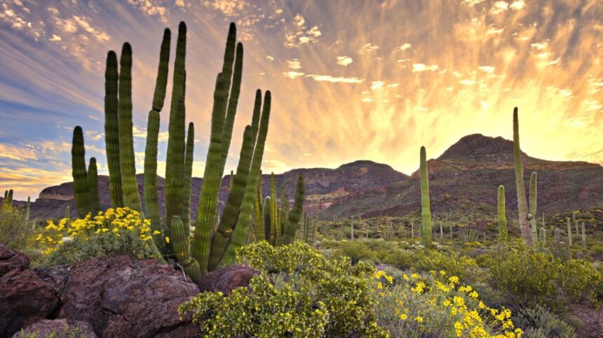 Desierto de Sonora