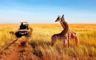Safari fotográfico en Kenia: cómo vivirlo como un local