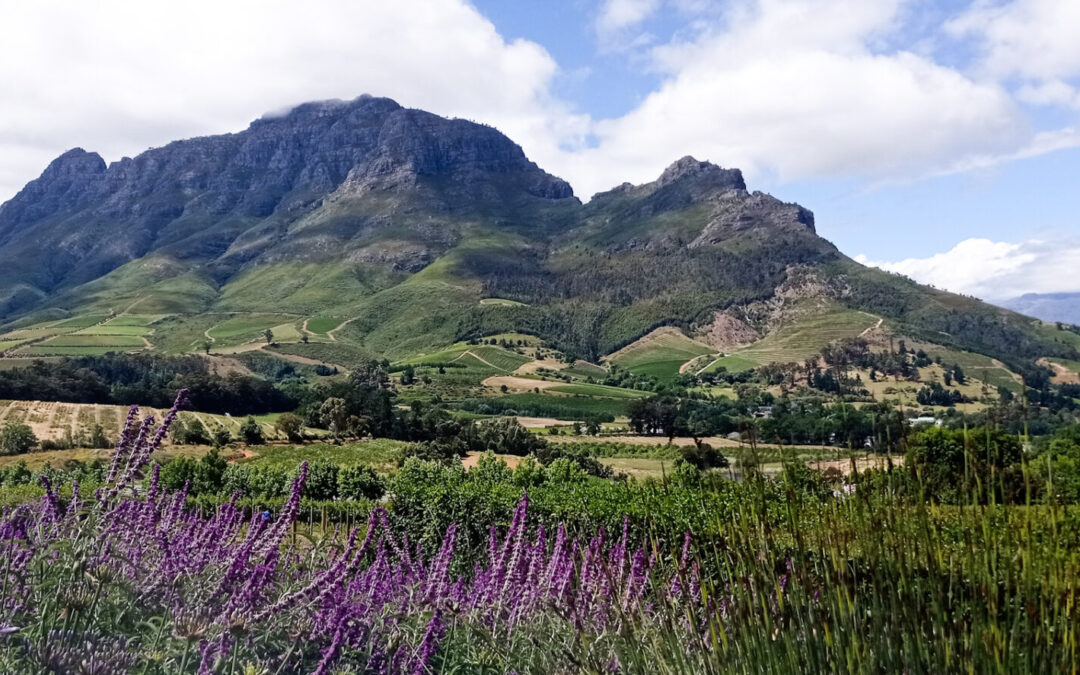 Ruta del vino en Sudáfrica: roadtrip entre viñedos y safaris