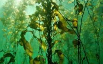 Tierra del Fuego promueve travesías guiadas por bosques subantárticos