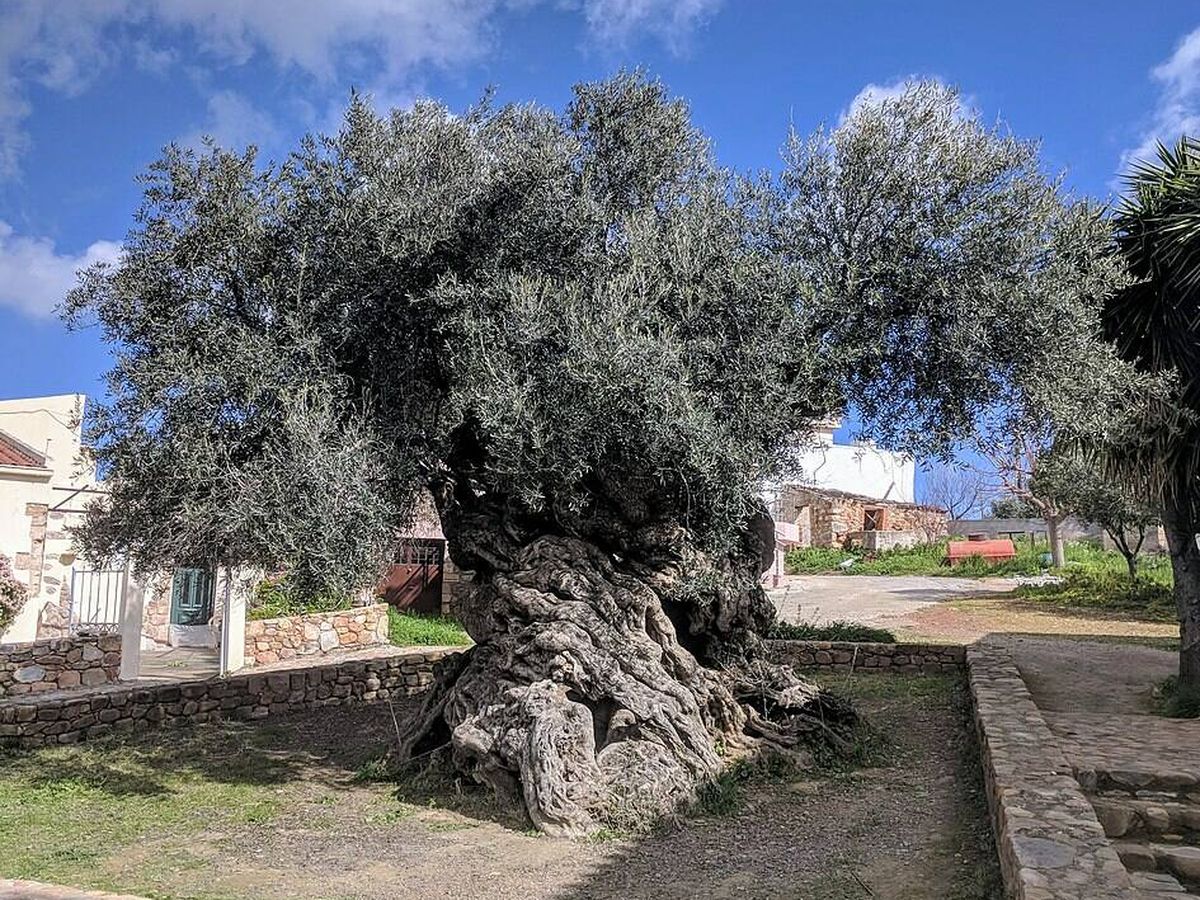 El pueblo italiano que paga por adoptar un olivo centenario