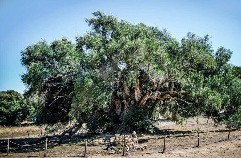 El pueblo italiano que paga por adoptar un olivo centenario