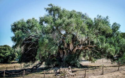 El pueblo italiano que paga por adoptar un olivo centenario