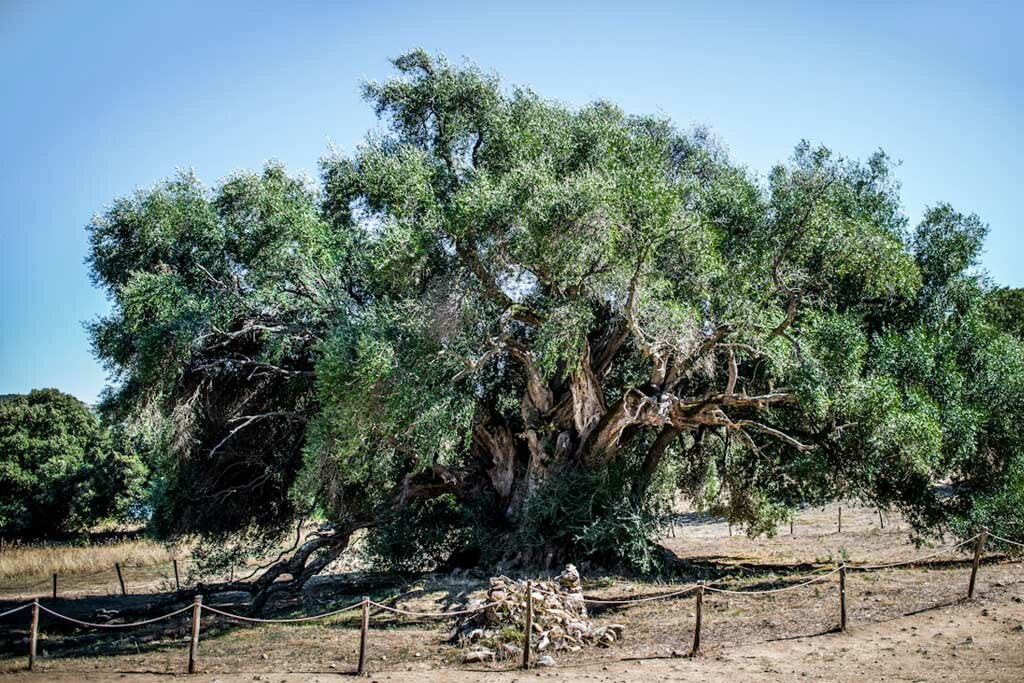 El pueblo italiano que paga por adoptar un olivo centenario