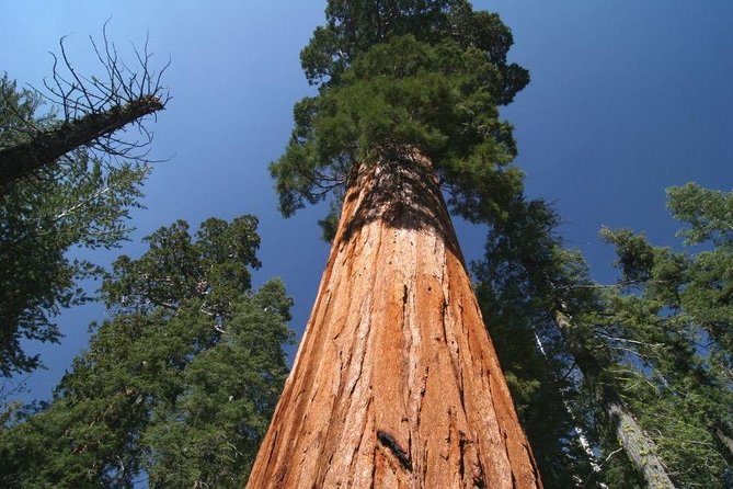 Rutas para descubrir árboles monumentales con más de mil años
