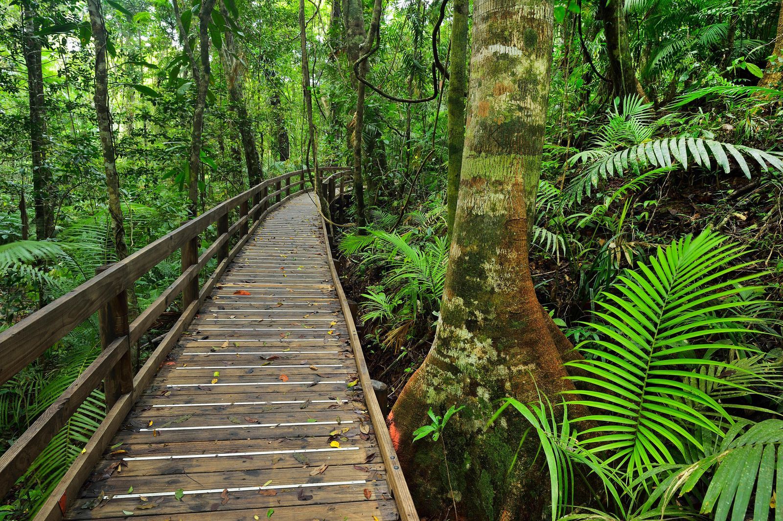 Guía para viajar por los bosques más antiguos del planeta
