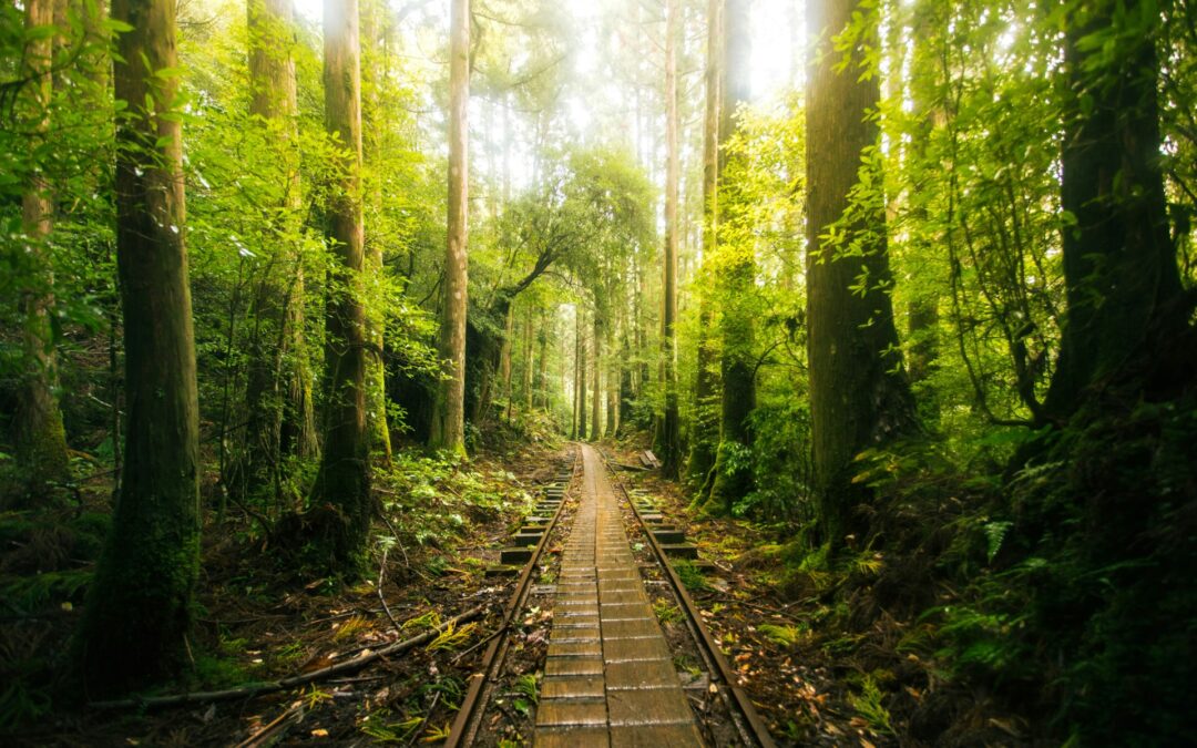 Guía para viajar por los bosques más antiguos del planeta