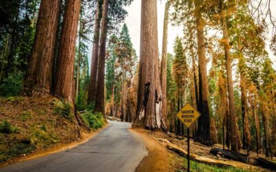 Rutas para descubrir árboles monumentales con más de mil años