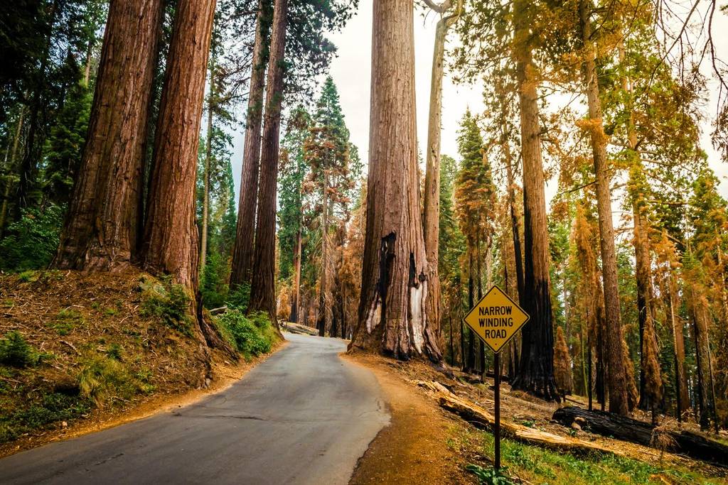 Rutas para descubrir árboles monumentales con más de mil años Rutas para descubrir árboles monumentales con más de mil años