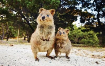 Islas donde viven más animales que personas