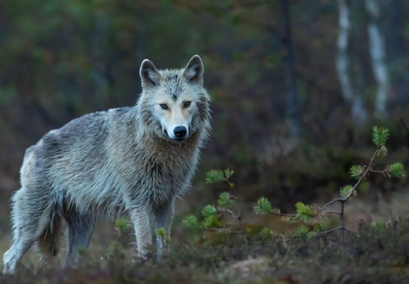 Animales que regresaron a bosques donde habían desaparecido durante décadas