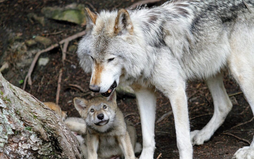 Animales que regresaron a bosques donde habían desaparecido durante décadas