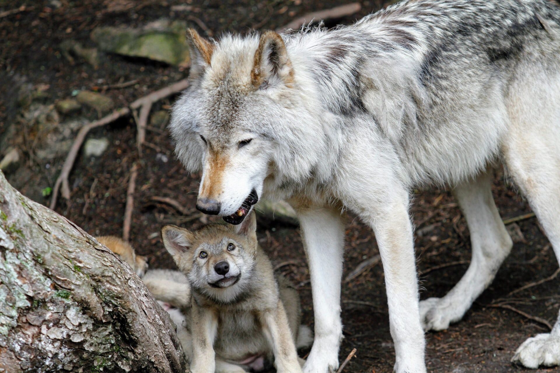 Animales que regresaron a bosques donde habían desaparecido durante décadas