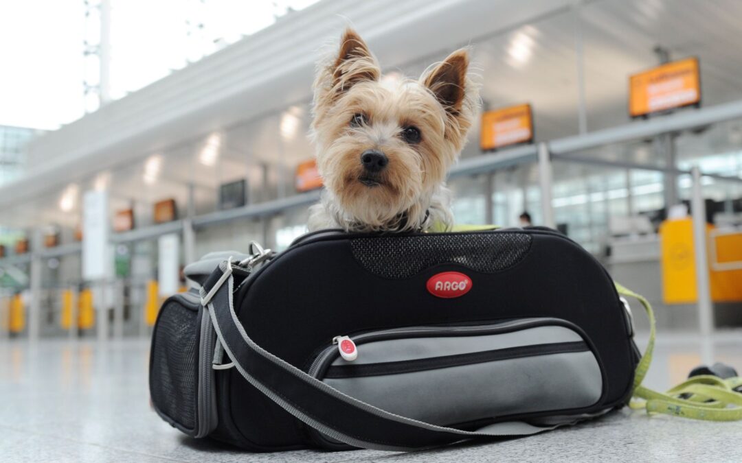 Turismo de mascotas: viajar con perros ya es una industria