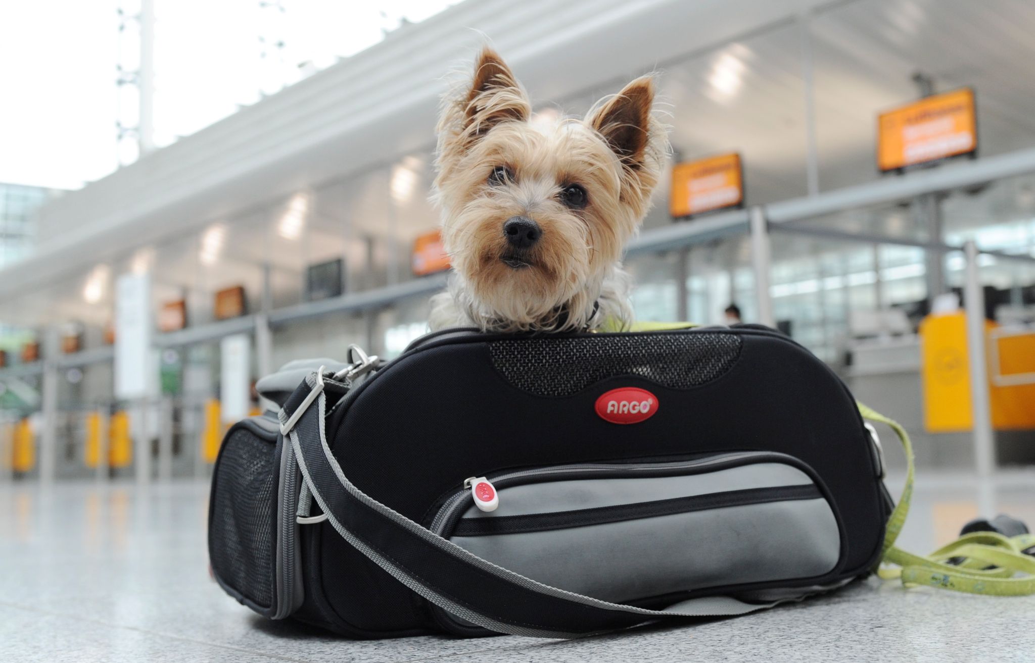 Turismo de mascotas: viajar con perros ya es una industria Turismo de mascotas: viajar con perros ya es una industria