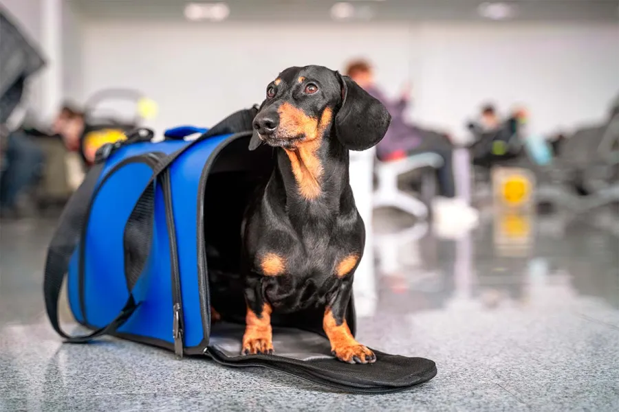 Turismo de mascotas: viajar con perros ya es una industria